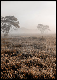 Photograph of autumnal field with grass and lonely trees in fog-6