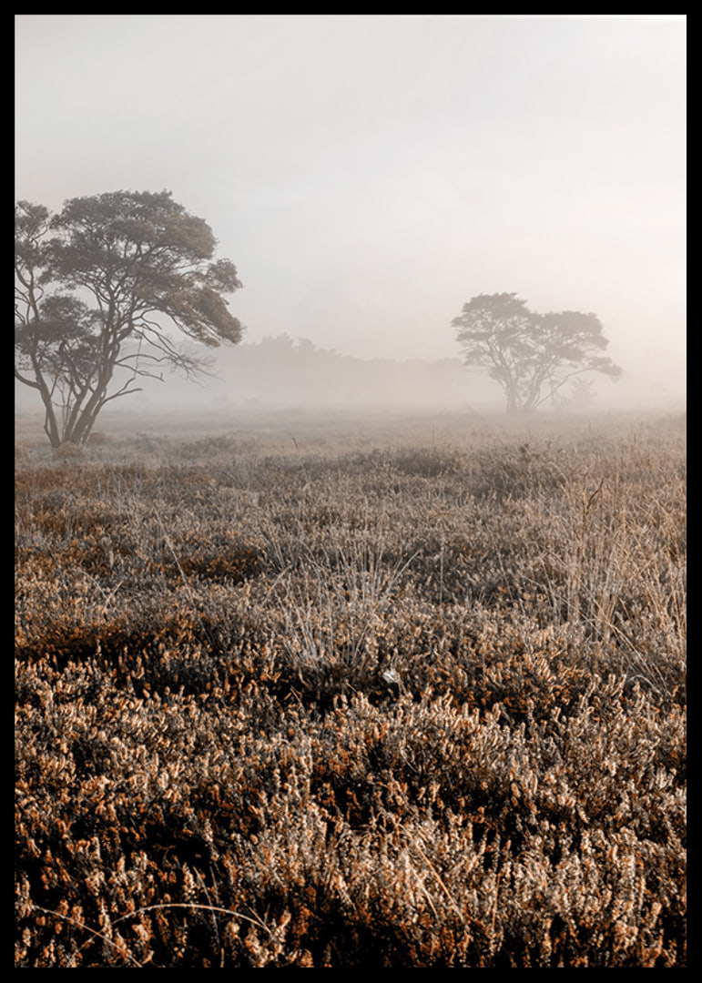 Photograph of autumnal field with grass and lonely trees in fog-12