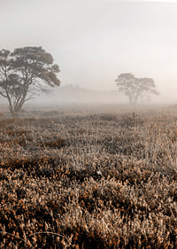 Photograph of autumnal field with grass and lonely trees in fog-7