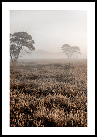 Photograph of autumnal field with grass and lonely trees in fog-0