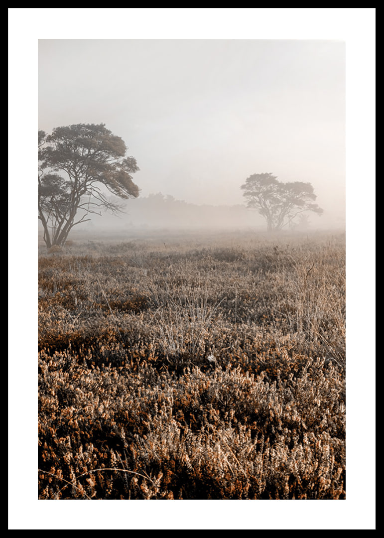 Photograph of autumnal field with grass and lonely trees in fog-12