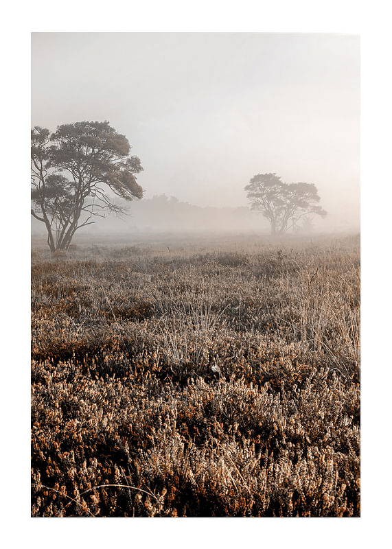 Plagát Autumn Field