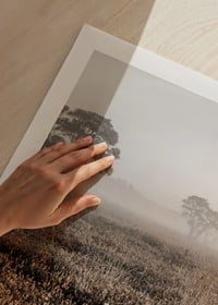 Photograph of autumnal field with grass and lonely trees in fog-9