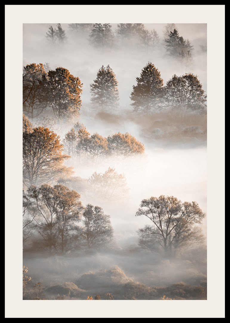 Photograph of autumn trees from above, shrouded in dense fog-12