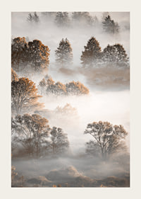 Photograph of autumn trees from above, shrouded in dense fog-3