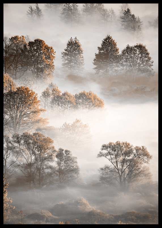 Photograph of autumn trees from above, shrouded in dense fog-12