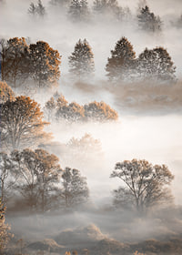 Photograph of autumn trees from above, shrouded in dense fog-7