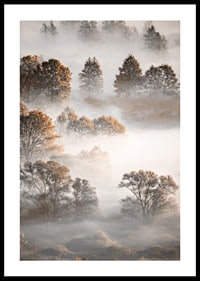 Photograph of autumn trees from above, shrouded in dense fog-0