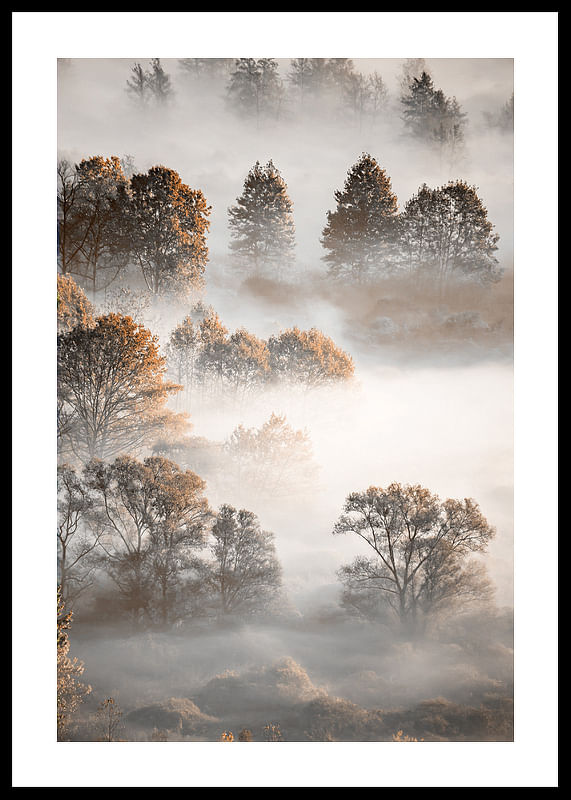 Autumn Forest-12