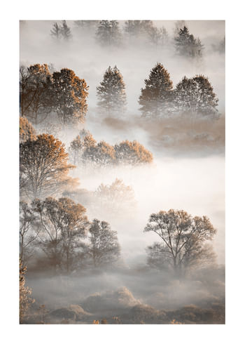 Poster Autumn Forest