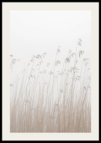 Photograph of tall beige grass against a foggy, light background-2