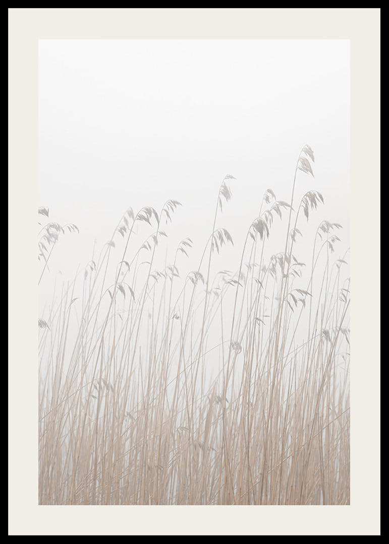 Photograph of tall beige grass against a foggy, light background-12