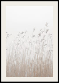 Valokuva korkeasta beigenvärisestä ruohosta sumuista, vaaleaa taustaa vasten-2