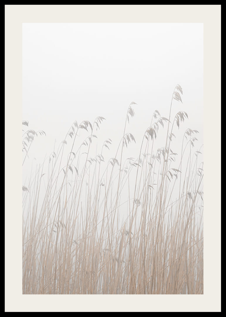 Valokuva korkeasta beigenvärisestä ruohosta sumuista, vaaleaa taustaa vasten-12