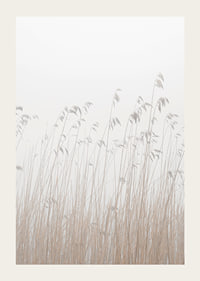 Photograph of tall beige grass against a foggy, light background-3