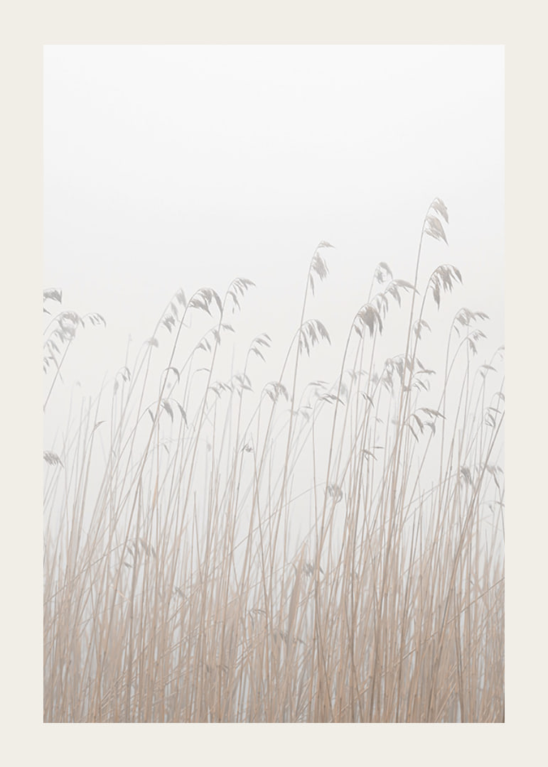 Photograph of tall beige grass against a foggy, light background-12