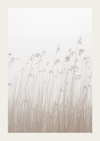 Valokuva korkeasta beigenvärisestä ruohosta sumuista, vaaleaa taustaa vasten-3