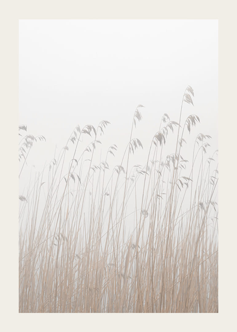 Valokuva korkeasta beigenvärisestä ruohosta sumuista, vaaleaa taustaa vasten-12