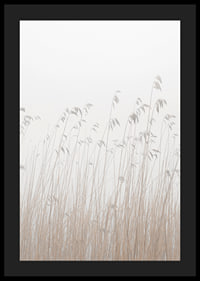 Photograph of tall beige grass against a foggy, light background-4