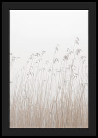 Valokuva korkeasta beigenvärisestä ruohosta sumuista, vaaleaa taustaa vasten-4