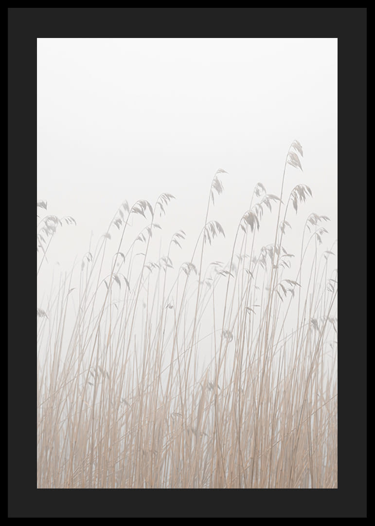 Valokuva korkeasta beigenvärisestä ruohosta sumuista, vaaleaa taustaa vasten-12