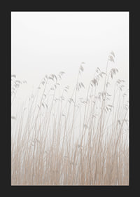 Photograph of tall beige grass against a foggy, light background-5