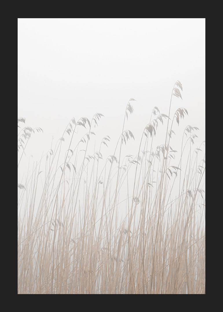Photograph of tall beige grass against a foggy, light background-12