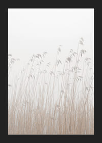 Valokuva korkeasta beigenvärisestä ruohosta sumuista, vaaleaa taustaa vasten-5