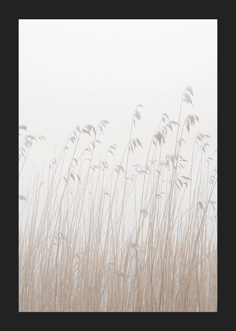 Valokuva korkeasta beigenvärisestä ruohosta sumuista, vaaleaa taustaa vasten-12