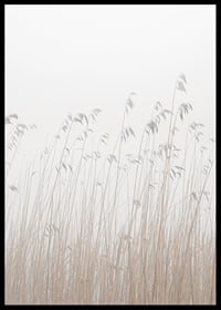 Photograph of tall beige grass against a foggy, light background-6