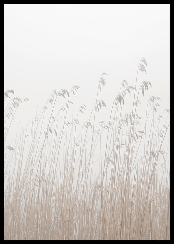 Photograph of tall beige grass against a foggy, light background-12