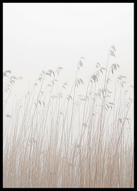 Grass In Fog-2