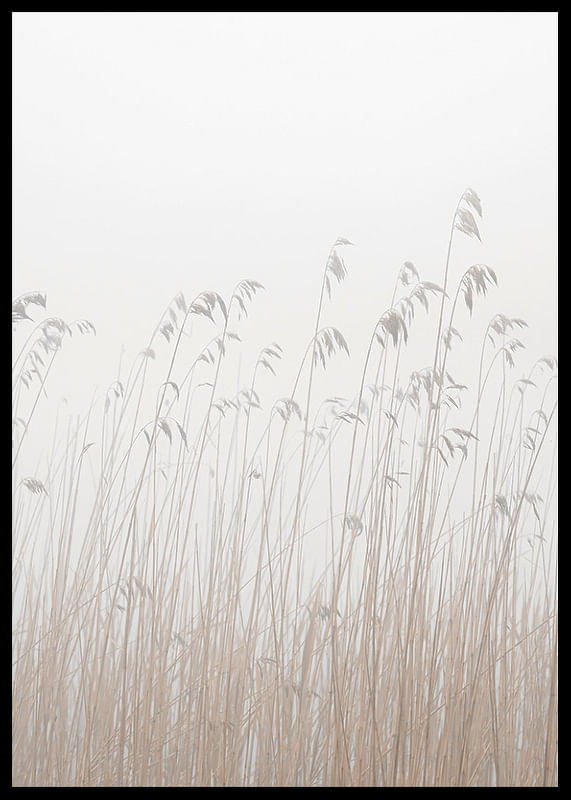 Grass In Fog-12