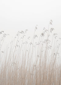Photograph of tall beige grass against a foggy, light background-7