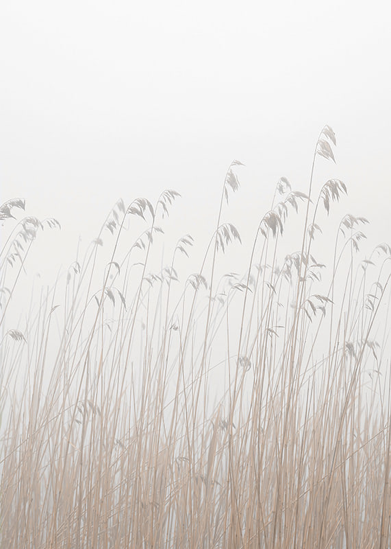 Photograph of tall beige grass against a foggy, light background-12