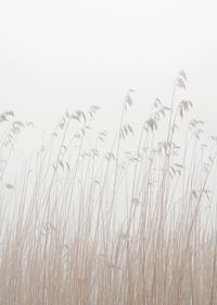 Grass In Fog-3