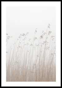 Photograph of tall beige grass against a foggy, light background-0
