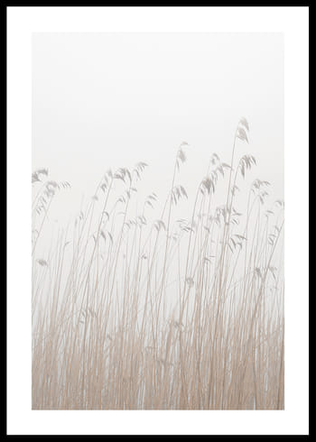 Poster Grass In Fog
