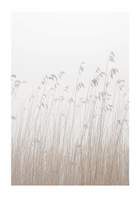 Photograph of tall beige grass against a foggy, light background-1