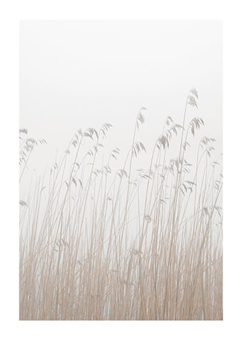 Poster Grass In Fog