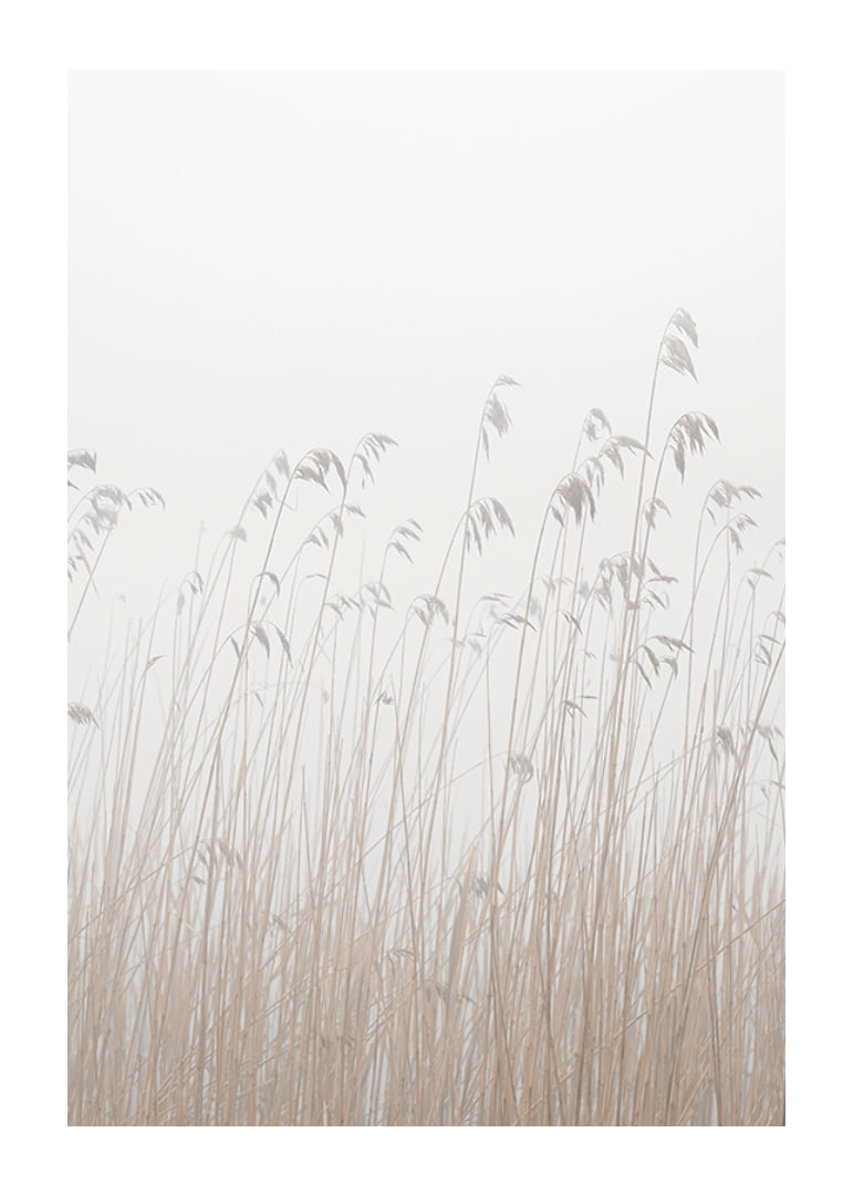 Photograph of tall beige grass against a foggy, light background-12