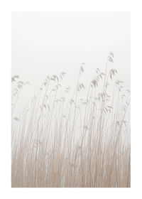 Grass In Fog-1