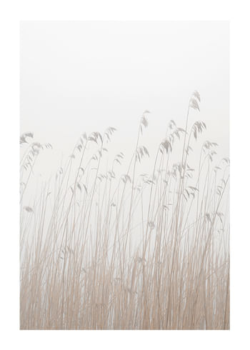 Poster Grass In Fog