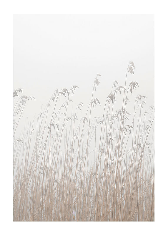 Grass In Fog-12