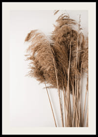 Fotografía de hierba de la pampa seca en tonos beige sobre fondo blanco.-2