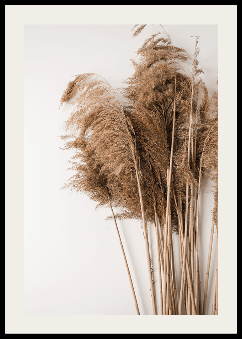 Fotografía de hierba de la pampa seca en tonos beige sobre fondo blanco.-12