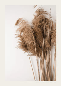 Fotografía de hierba de la pampa seca en tonos beige sobre fondo blanco.-3