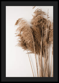 Fotografía de hierba de la pampa seca en tonos beige sobre fondo blanco.-4