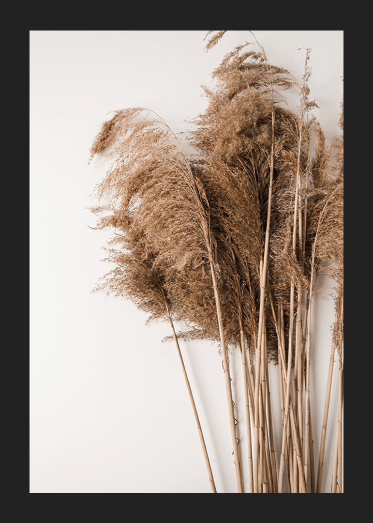 Fotografi av torkade pampasgräs i beige toner mot vit bakgrund-12