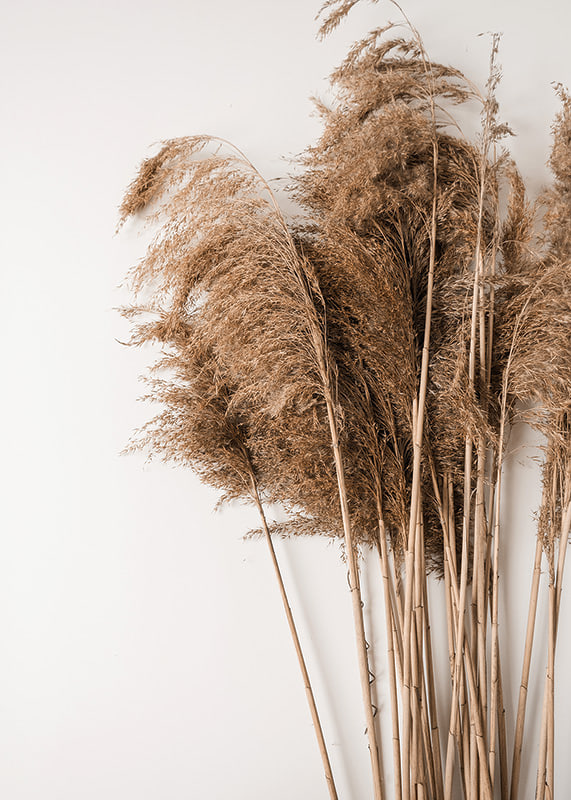 Fotografi av torkade pampasgräs i beige toner mot vit bakgrund-12